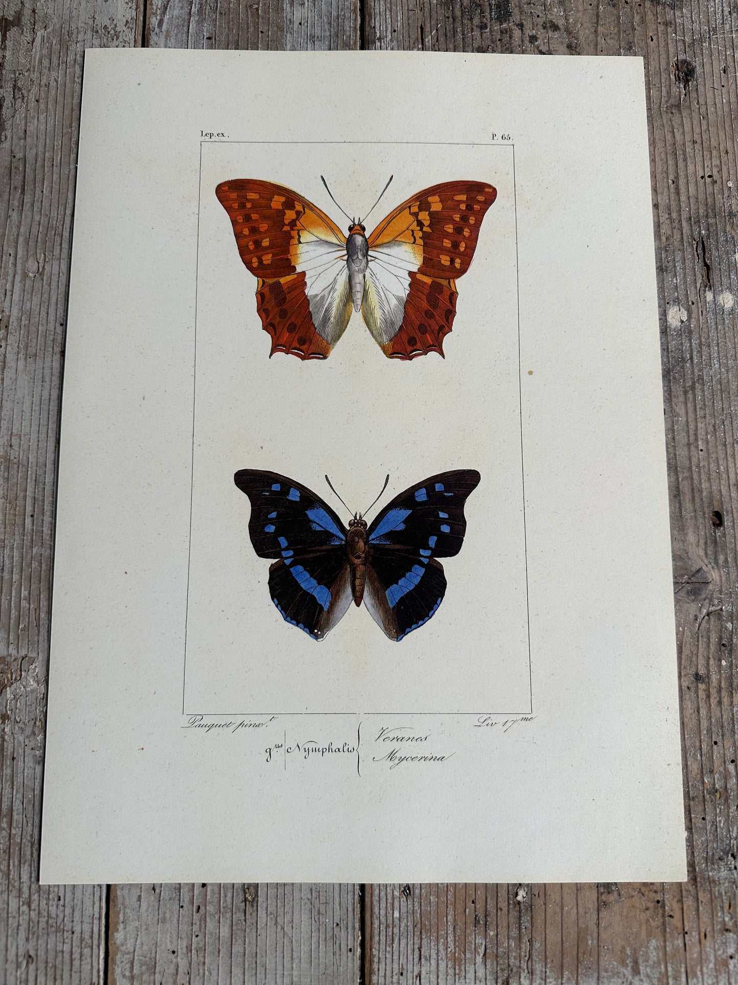 Papillons