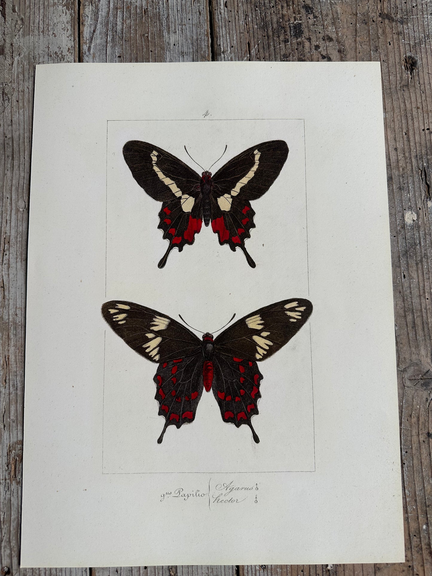 Papillons