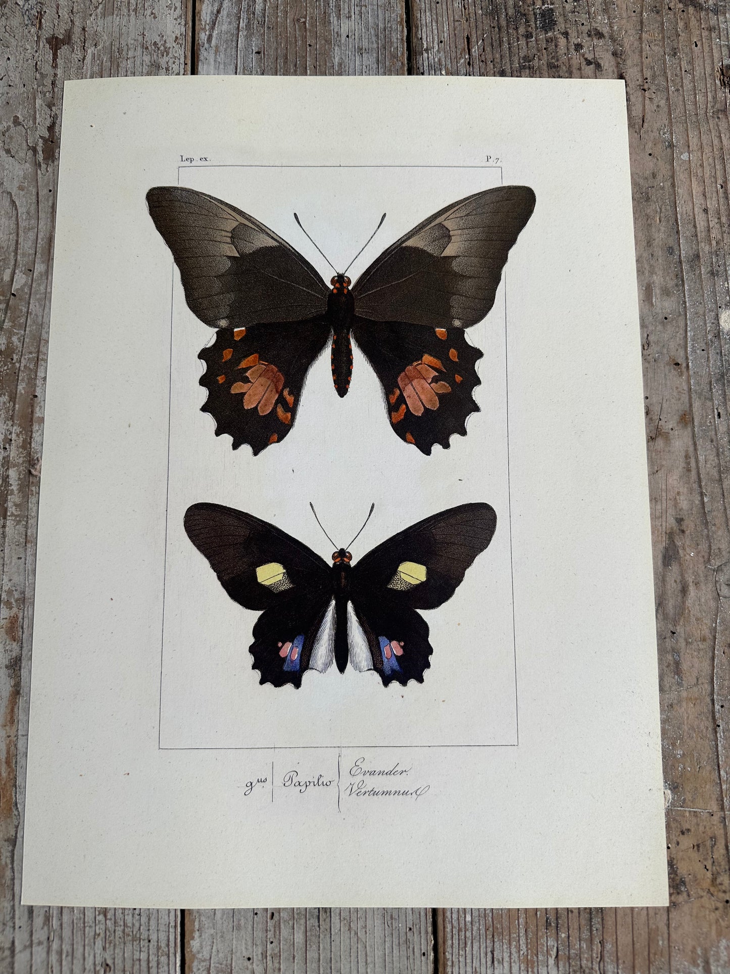 Papillons