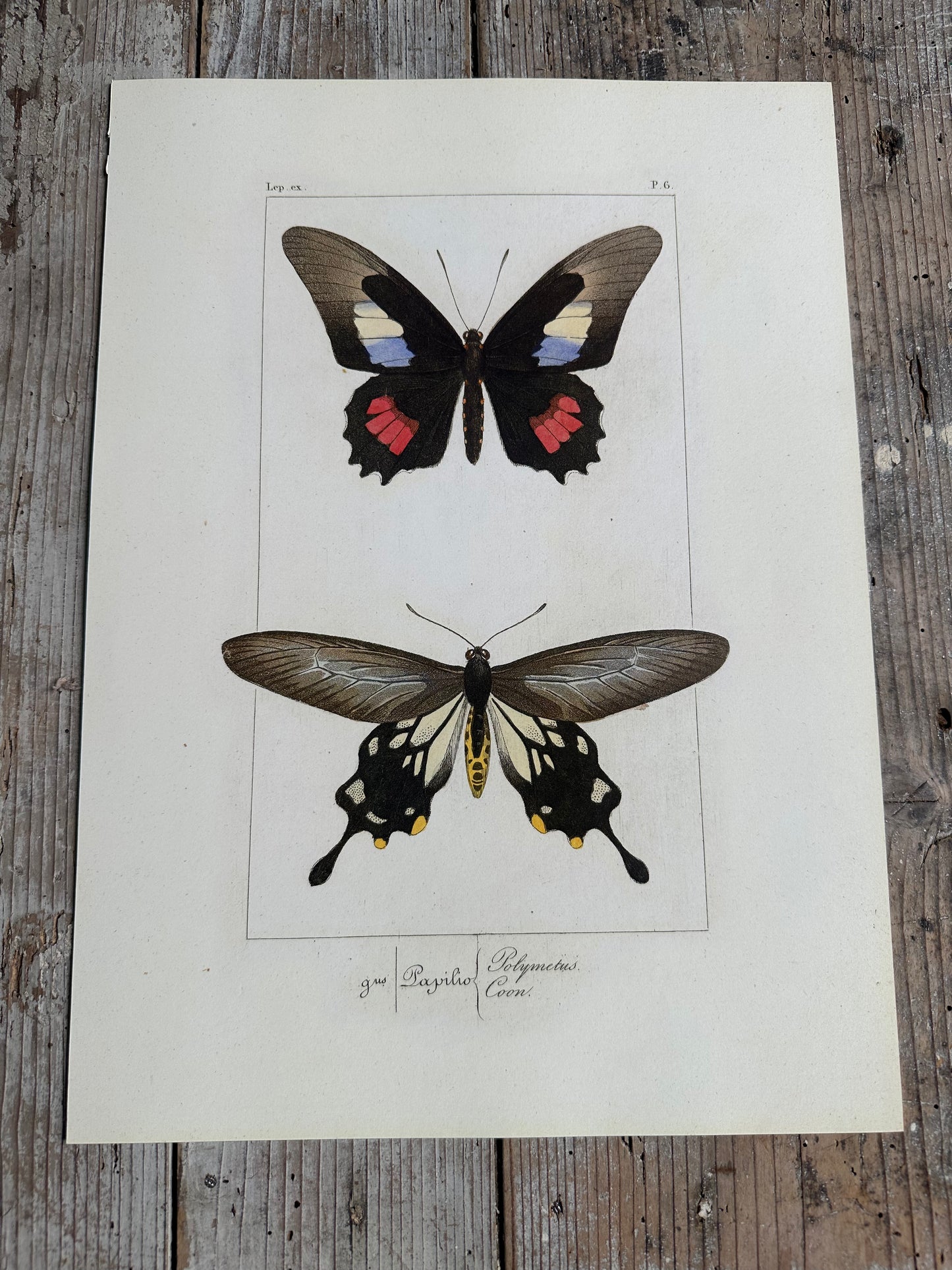 Papillons