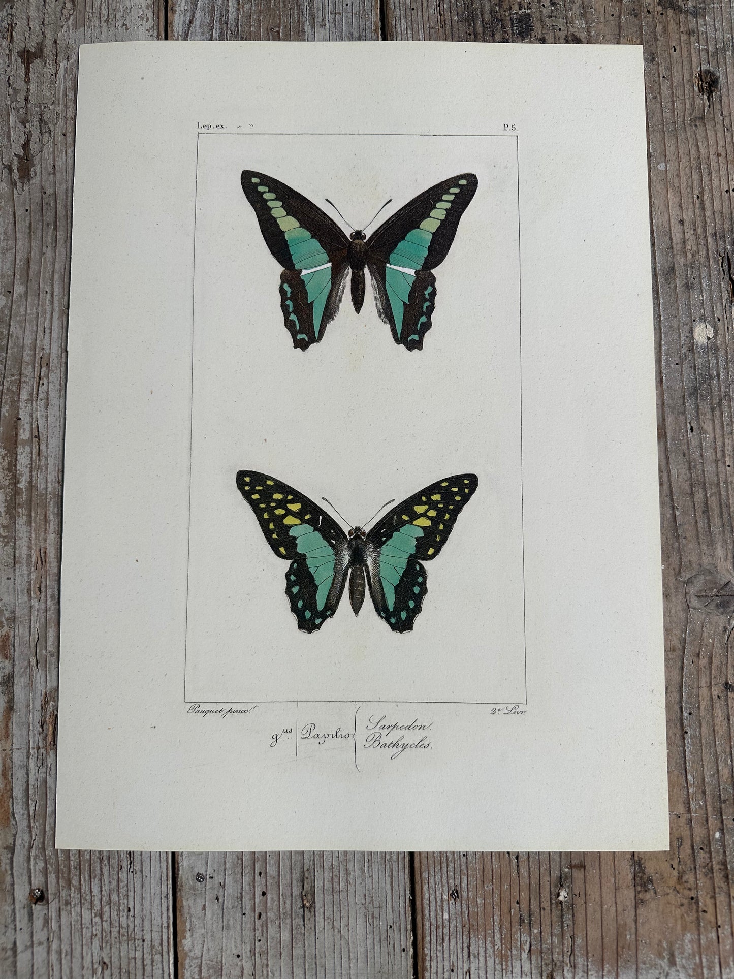 Papillons