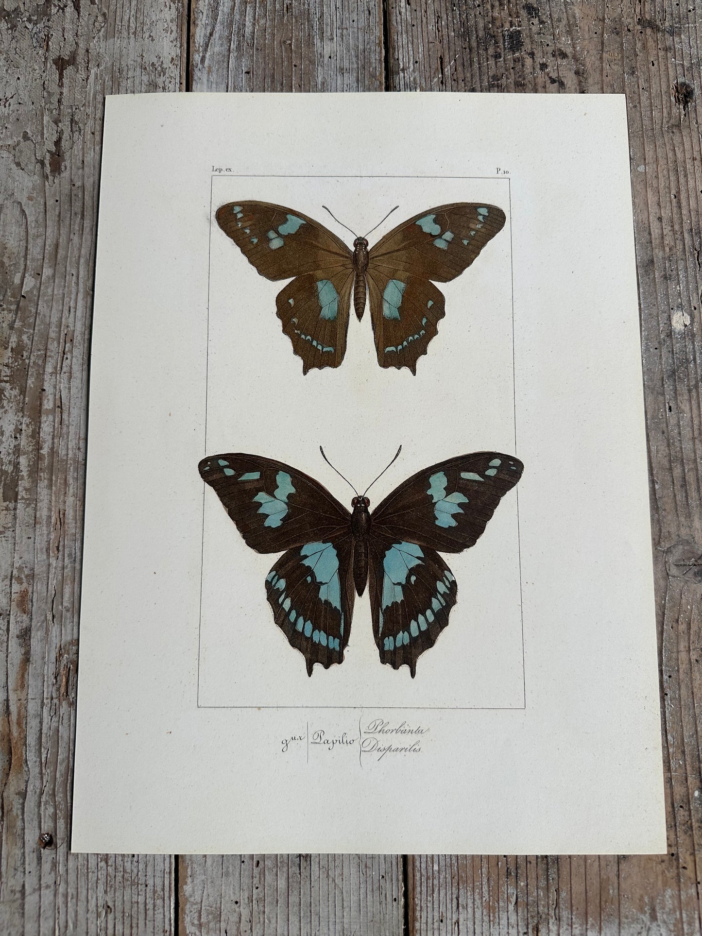 Papillons