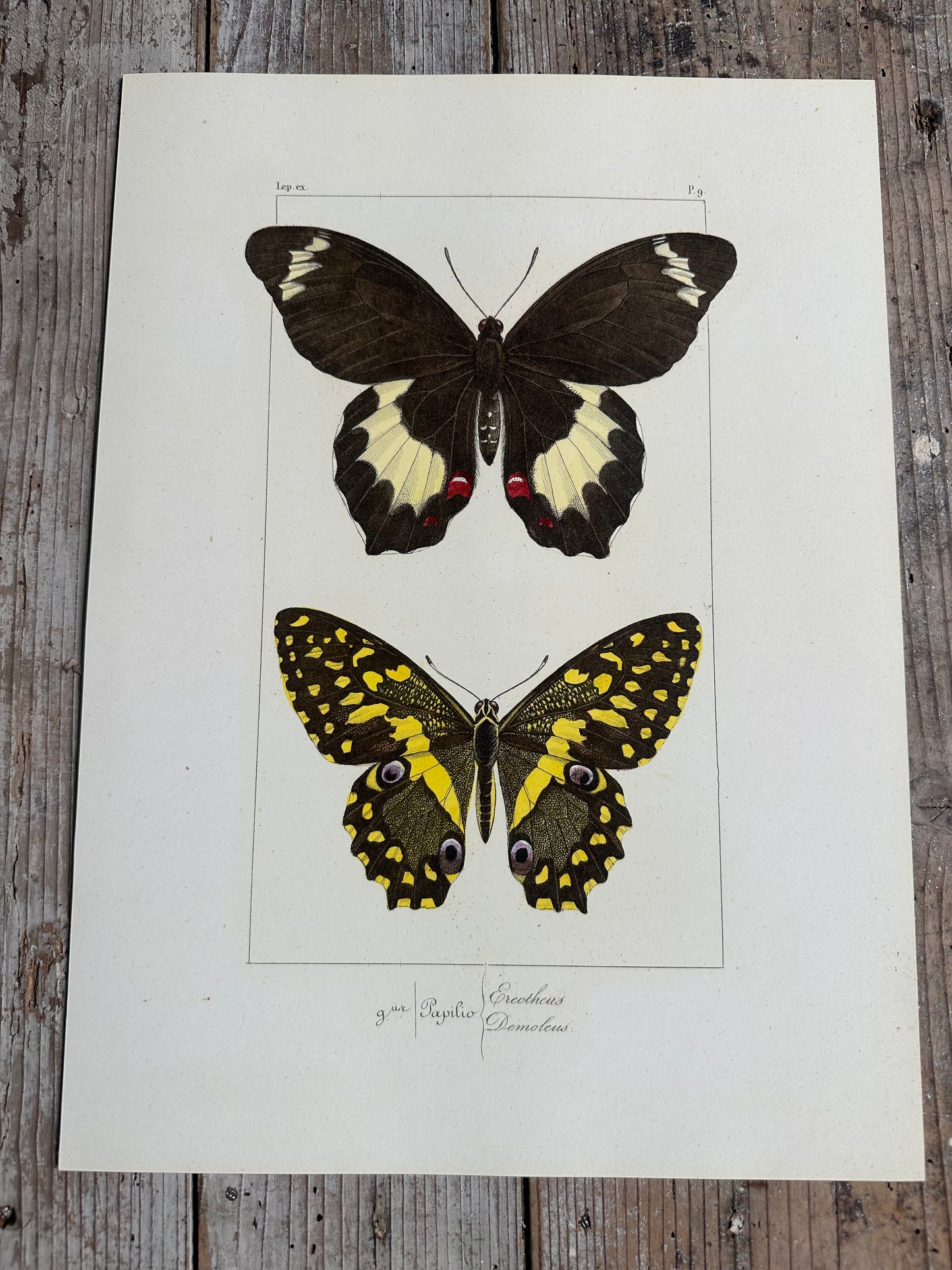 Papillons