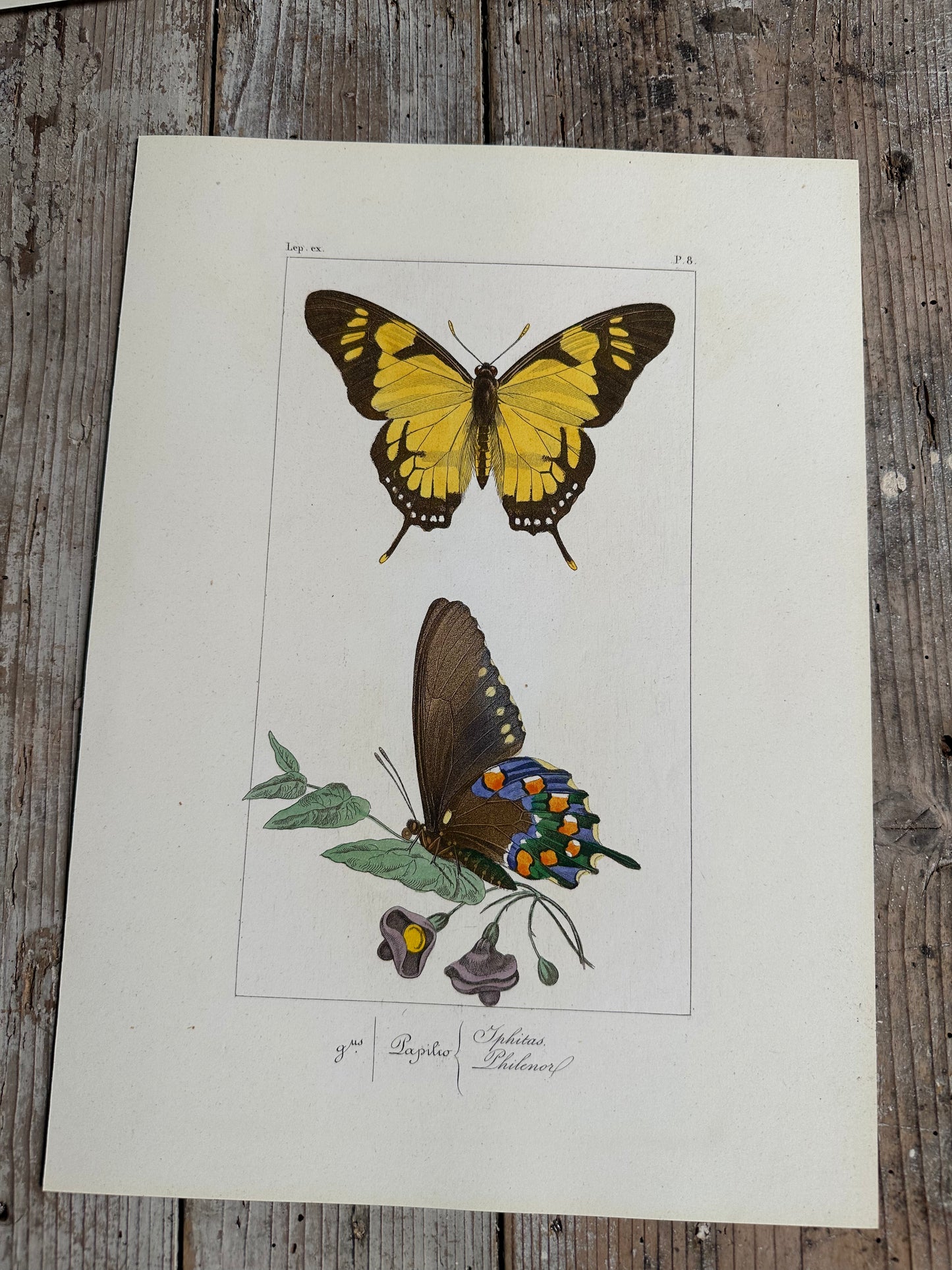 Papillons