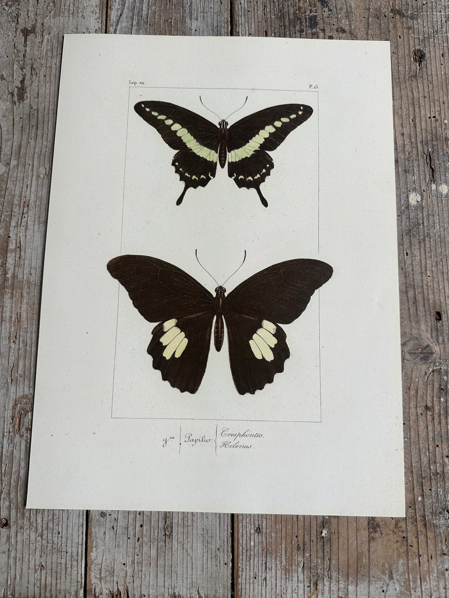 Papillons