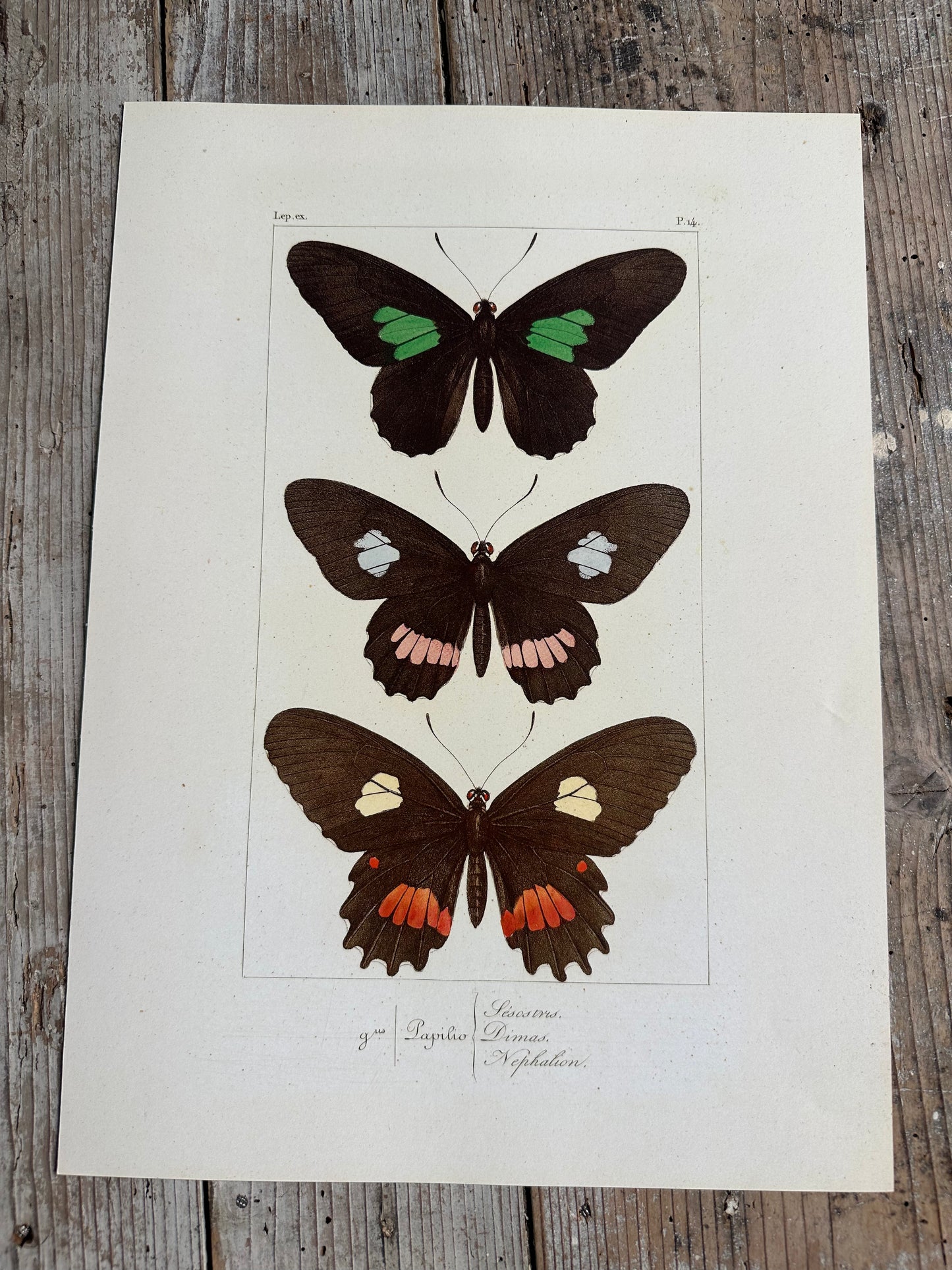 Papillons