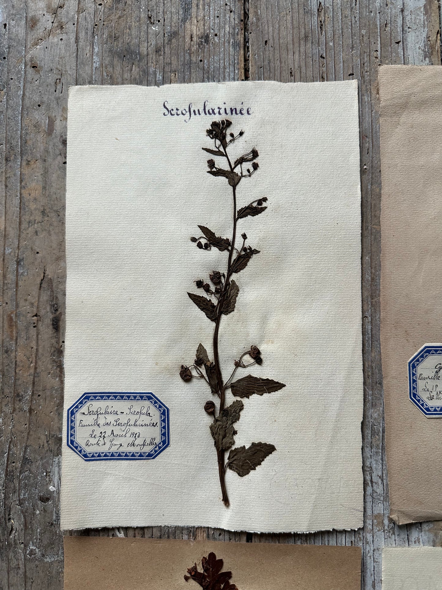 4 herbiers