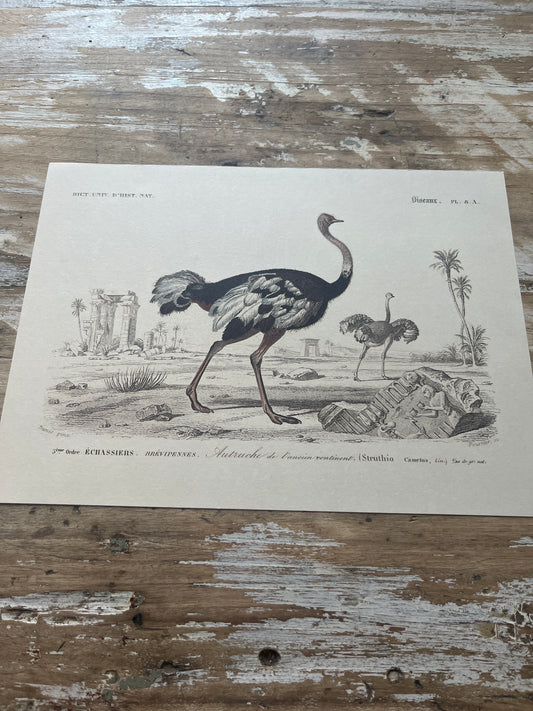 Planche Histoire Naturelle