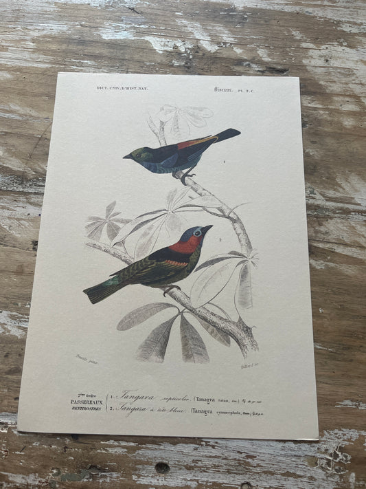 Planche Histoire Naturelle