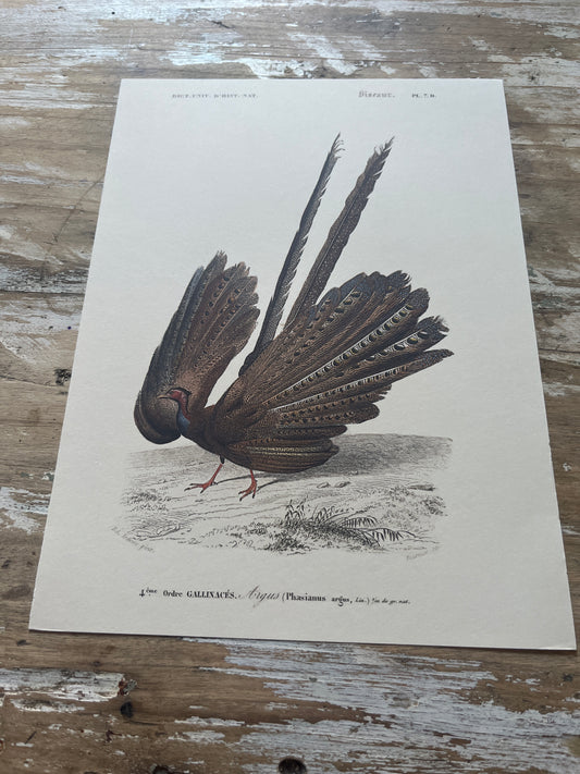 Planche Histoire Naturelle