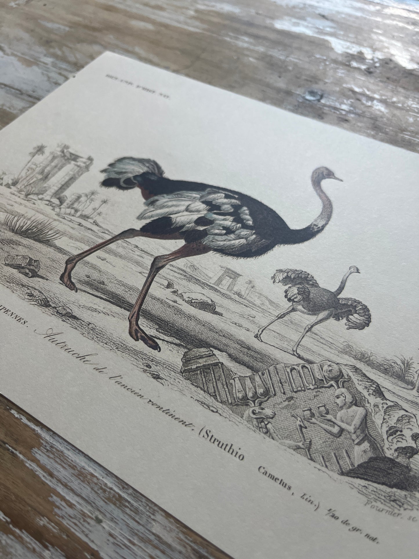 Planche Histoire Naturelle