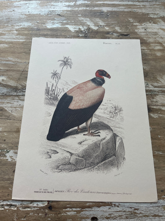 Planche Histoire Naturelle