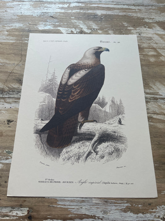 Planche Histoire Naturelle