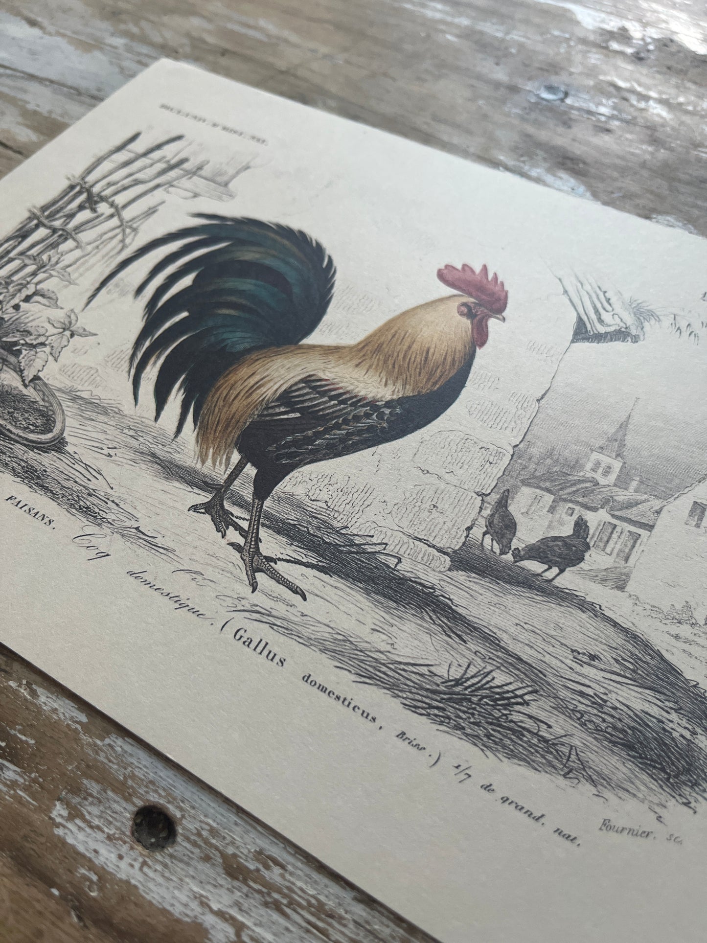 Planche Histoire Naturelle