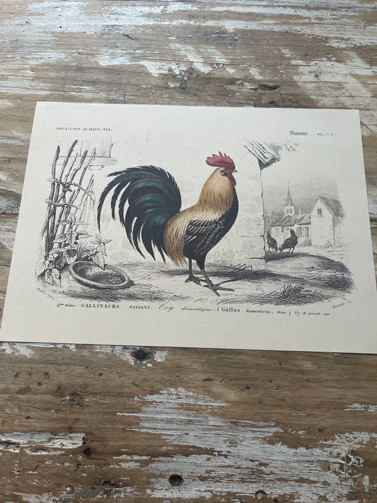 Planche Histoire Naturelle