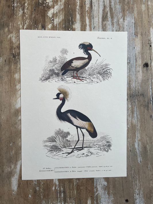 Planche Histoire Naturelle