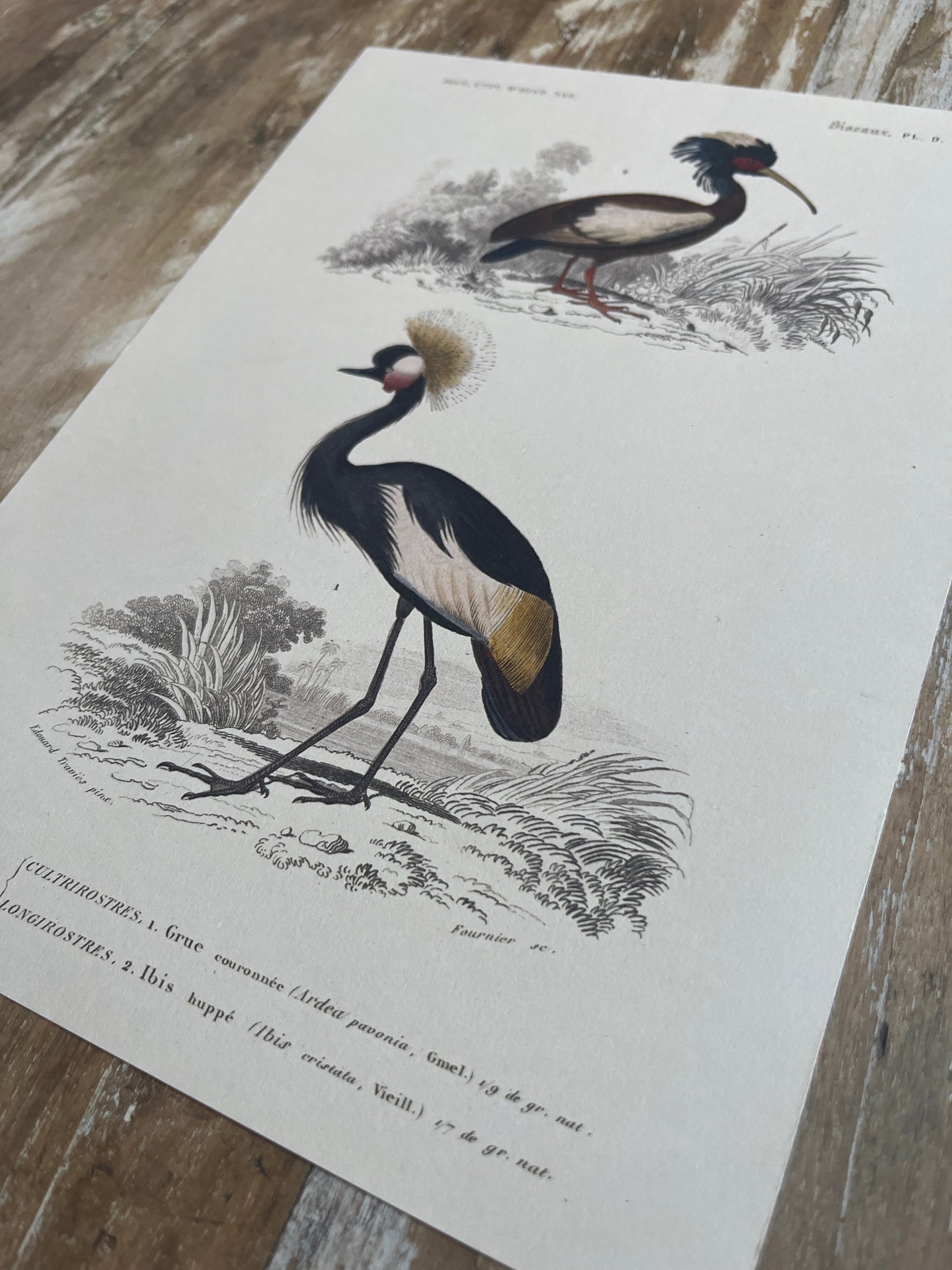 Planche Histoire Naturelle