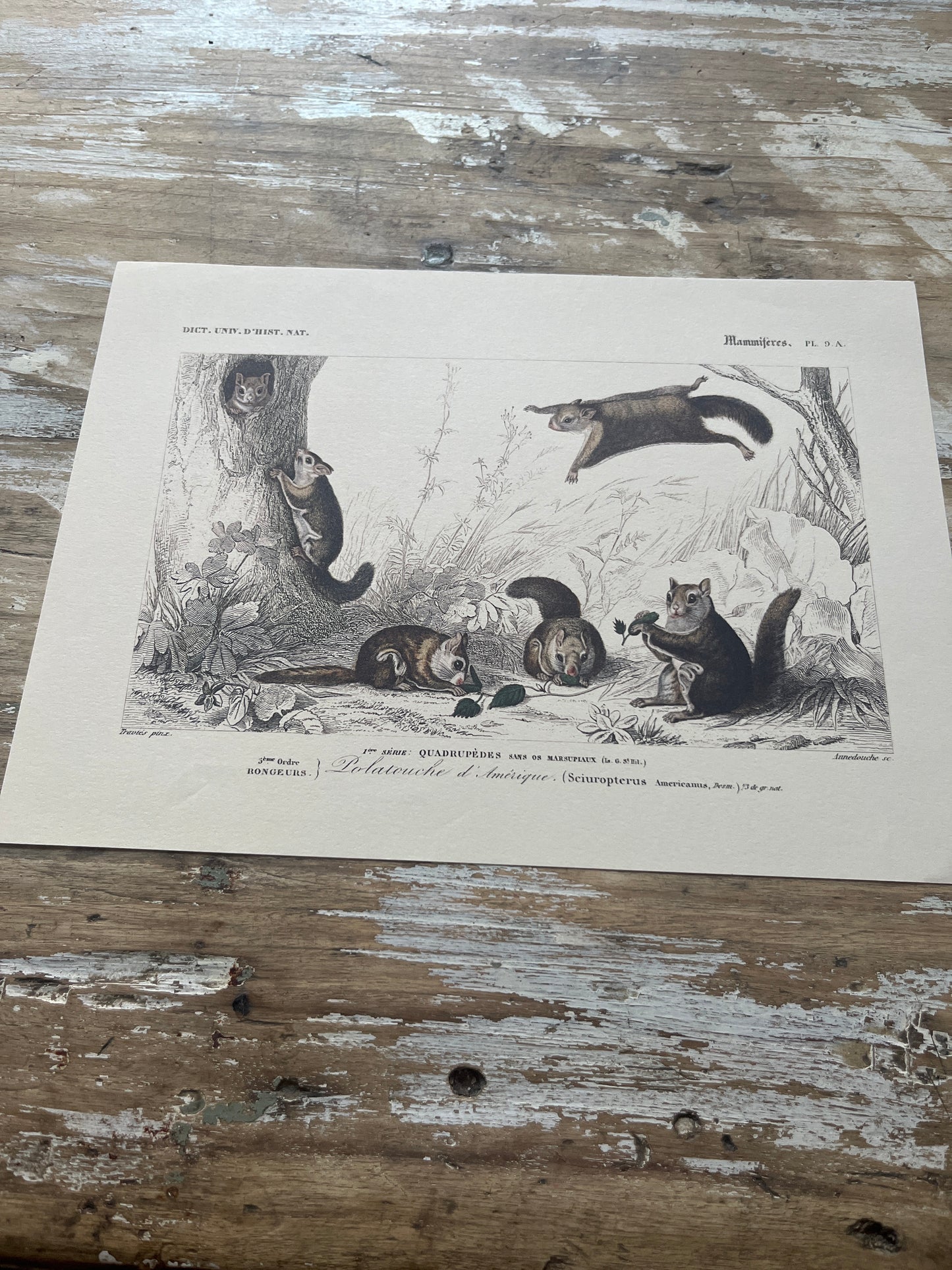 Planche Histoire Naturelle