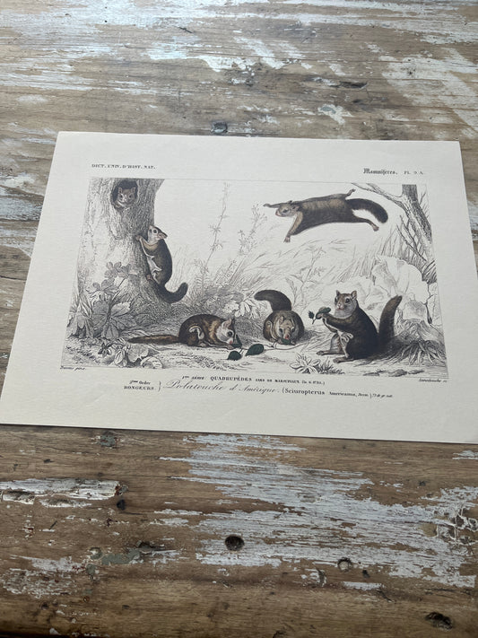 Planche Histoire Naturelle