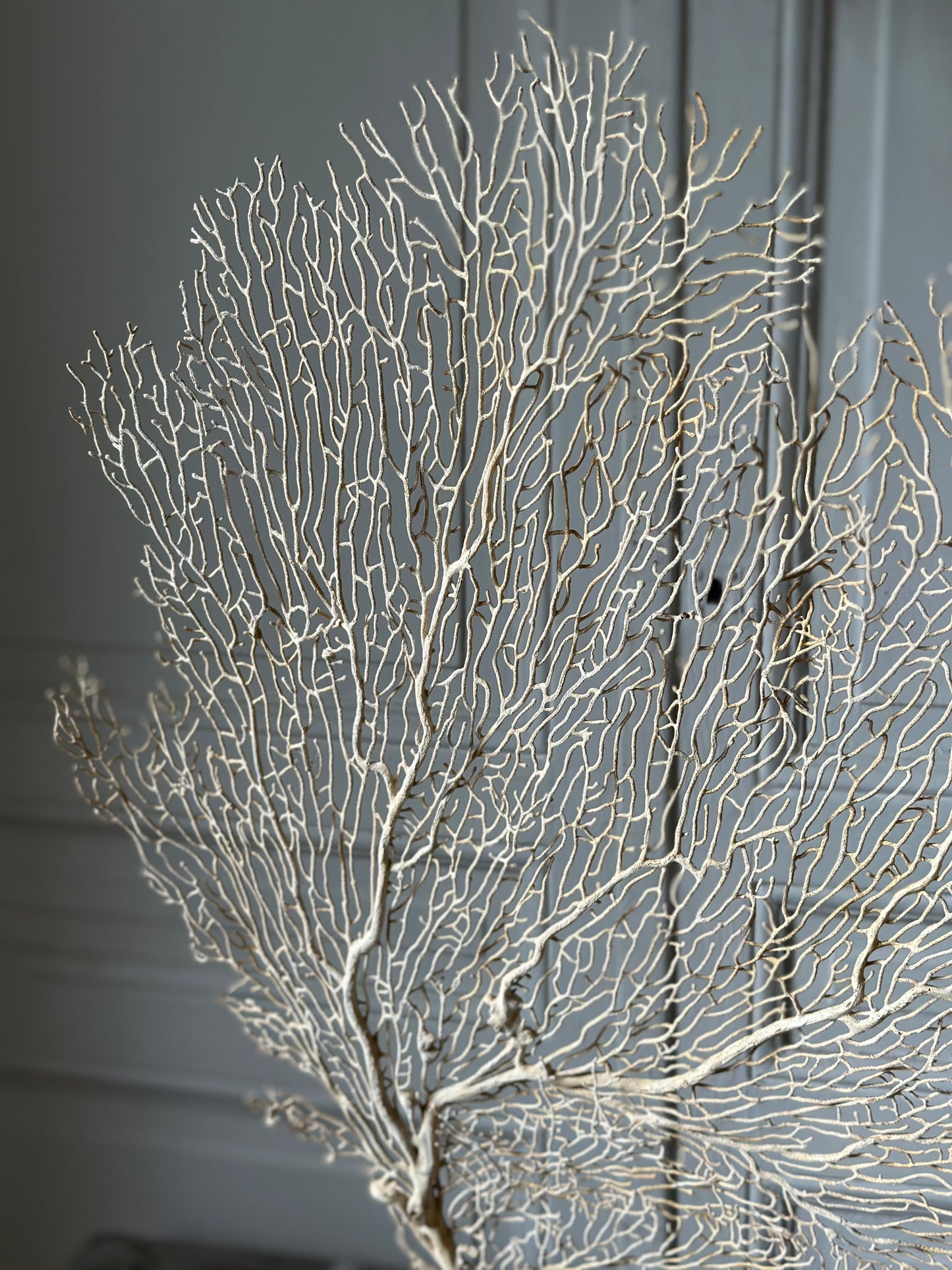 Gorgone blanche