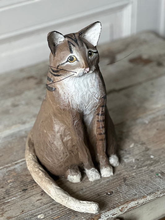 Chat tigre