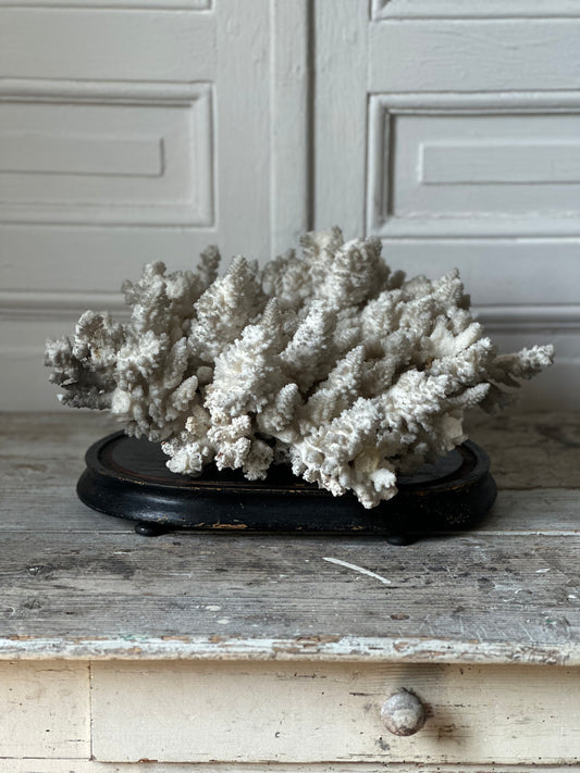 Corail