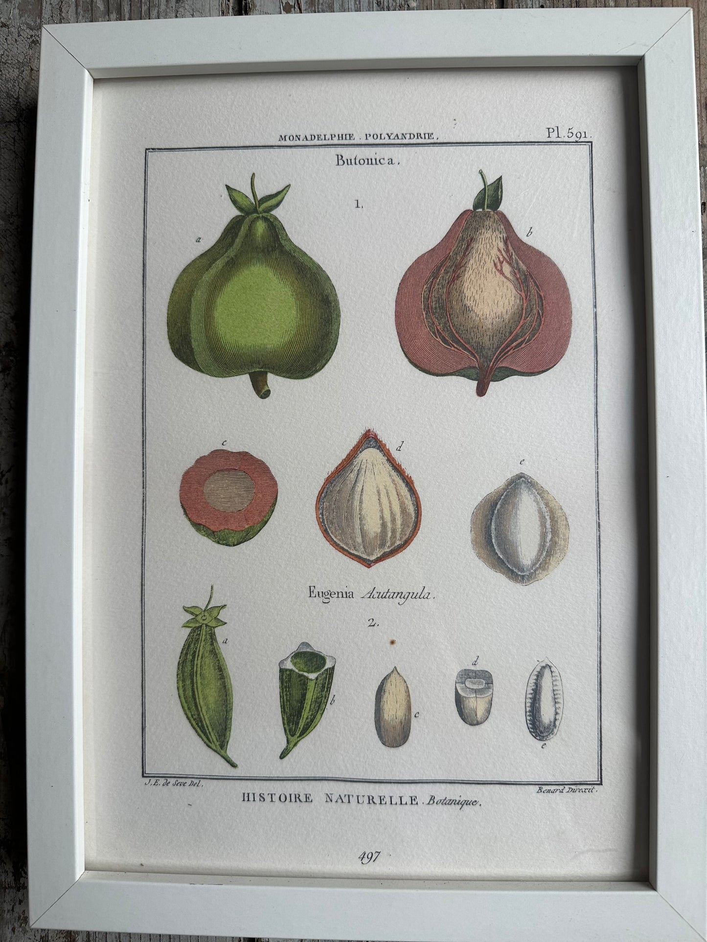 Planche encadrée