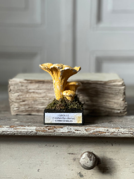 Girolles