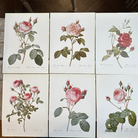 Lot de 6 planches roses