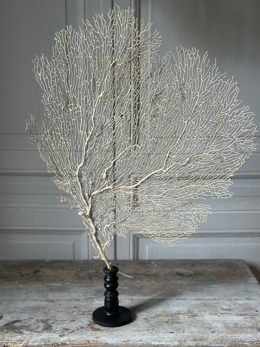 Gorgone blanche