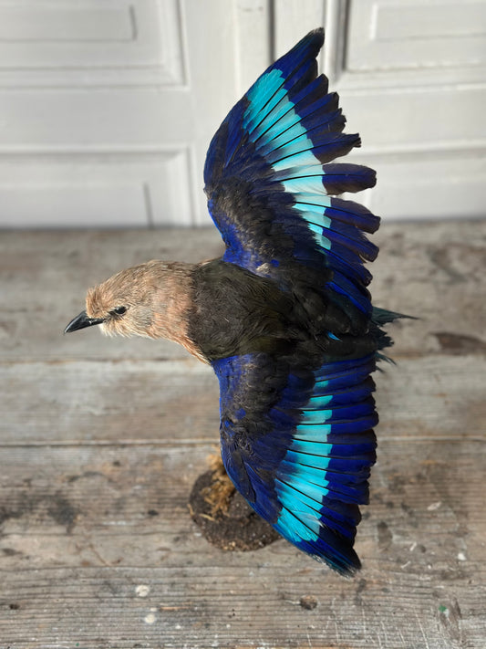 Rollier a ventre bleu