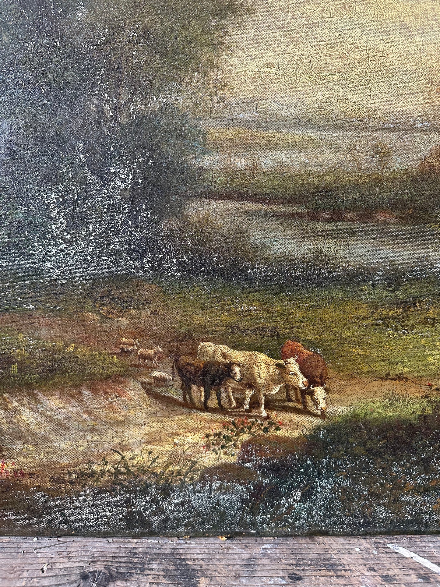 Les vaches