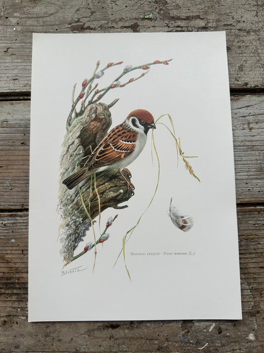Moineau friquet