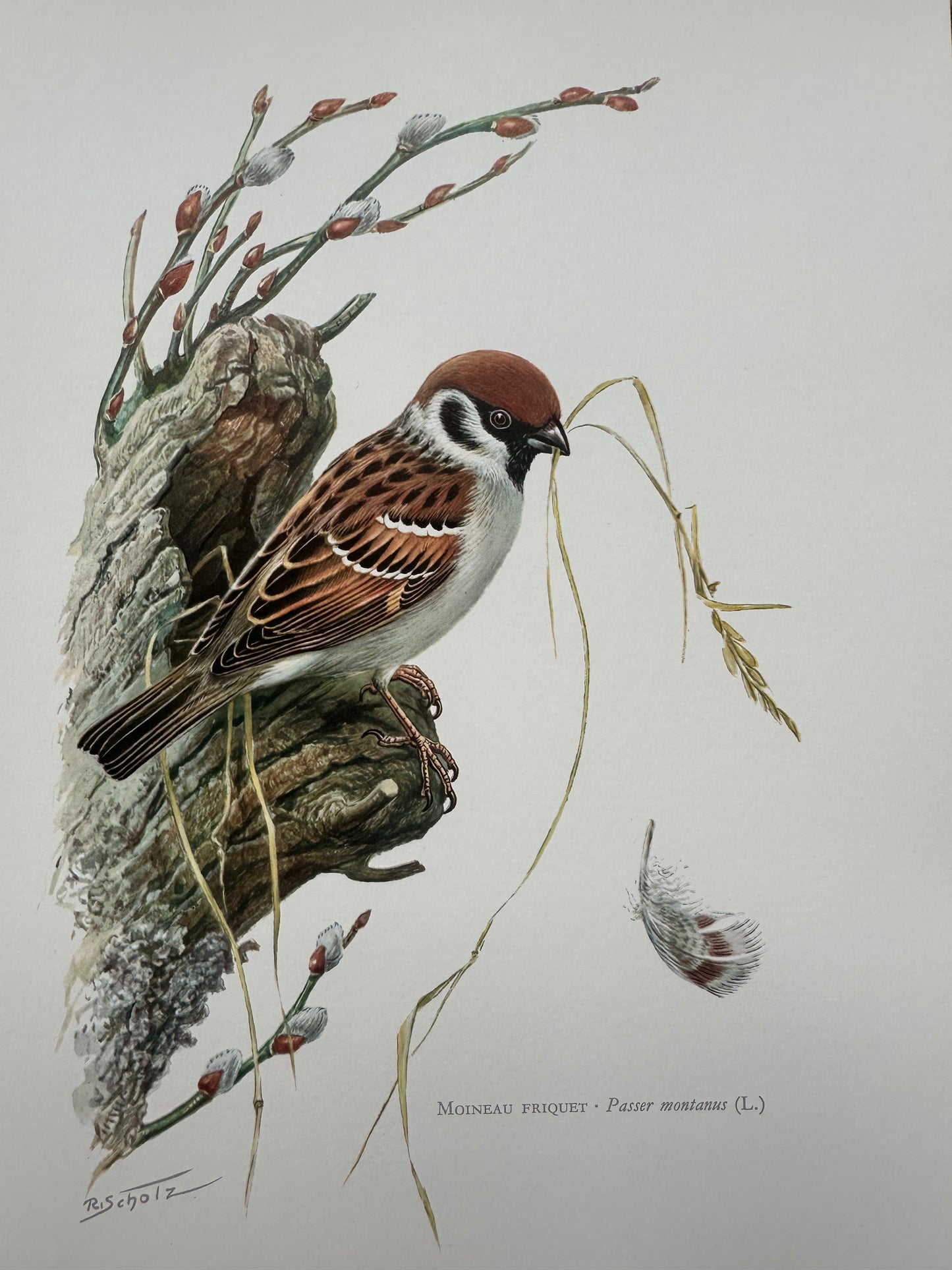 Moineau friquet
