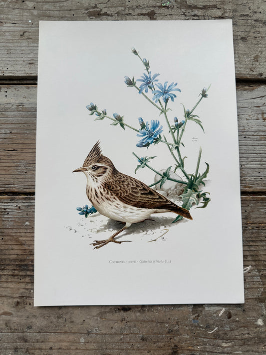 Cochevis huppé
