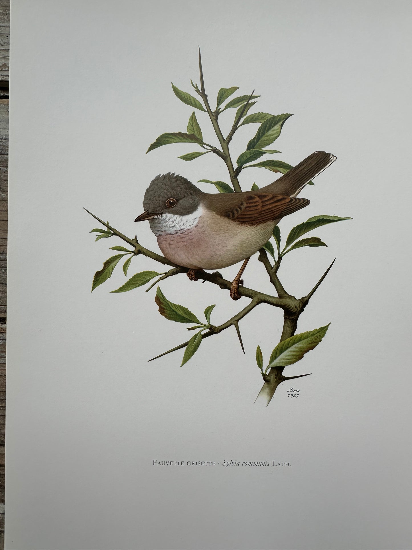 Fauvette grisette