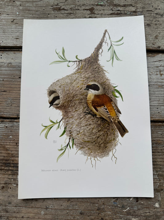 Mésange remiz
