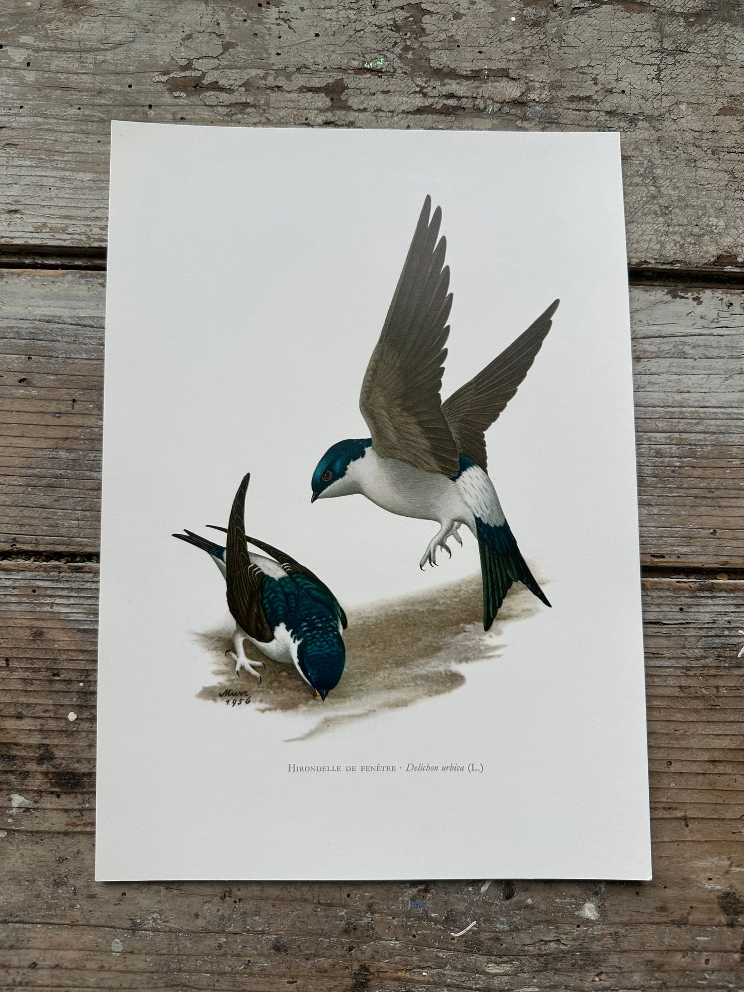 Hirondelle de fenêtre