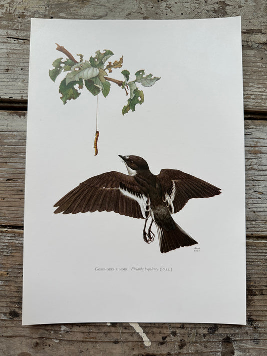 Gobemouche noir