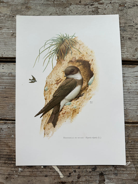 Hirondelle de rivage