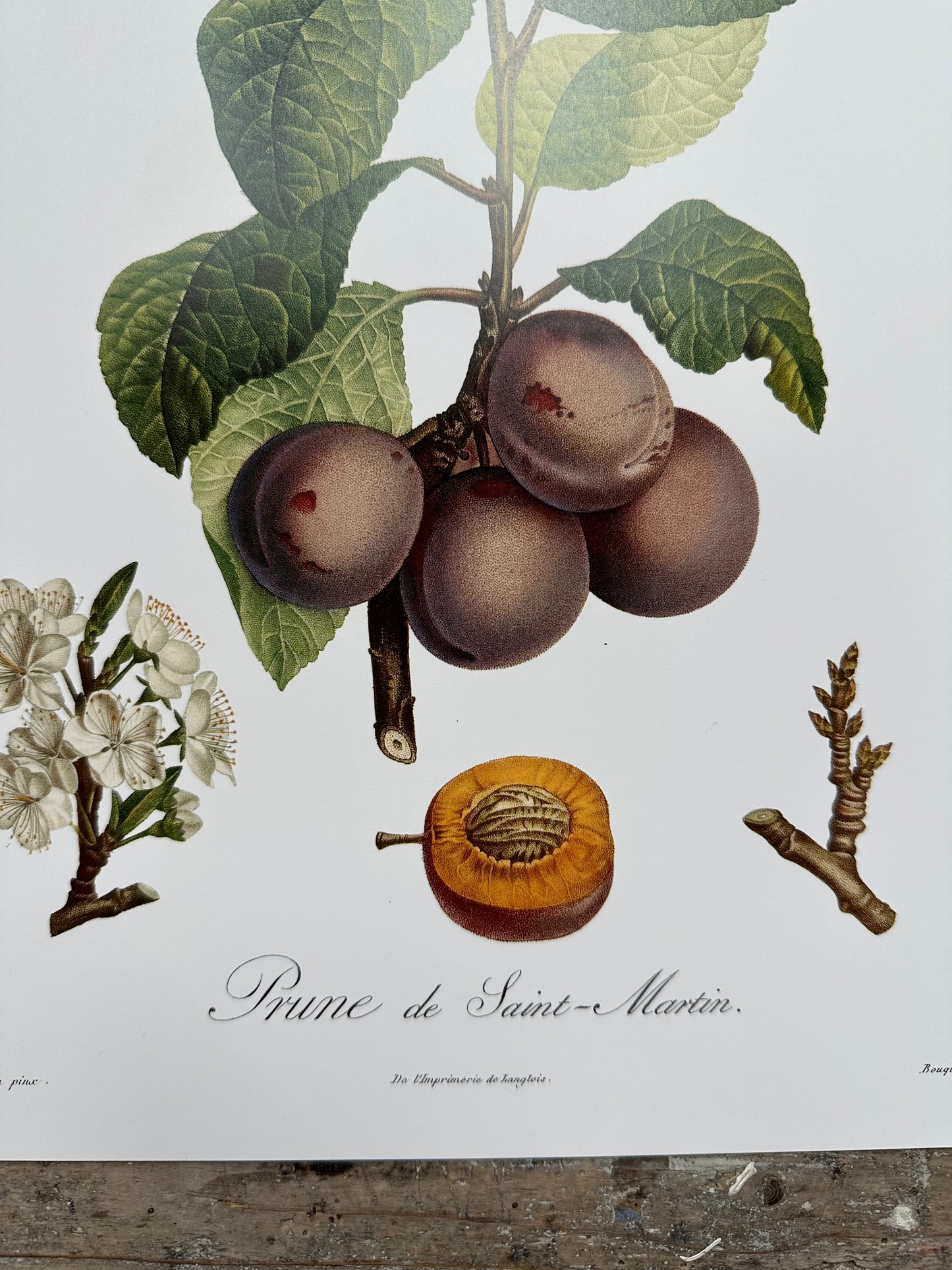 Prune de saint Martin