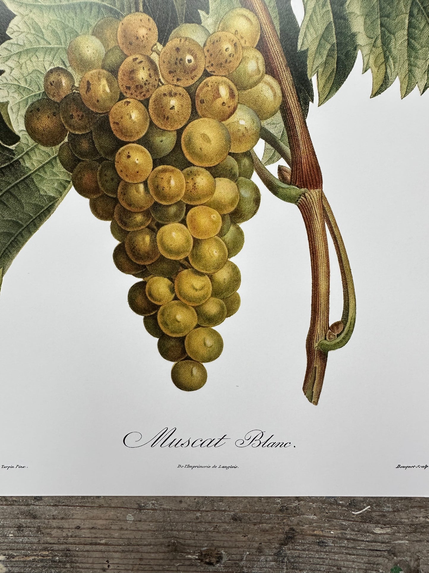 Muscat blanc