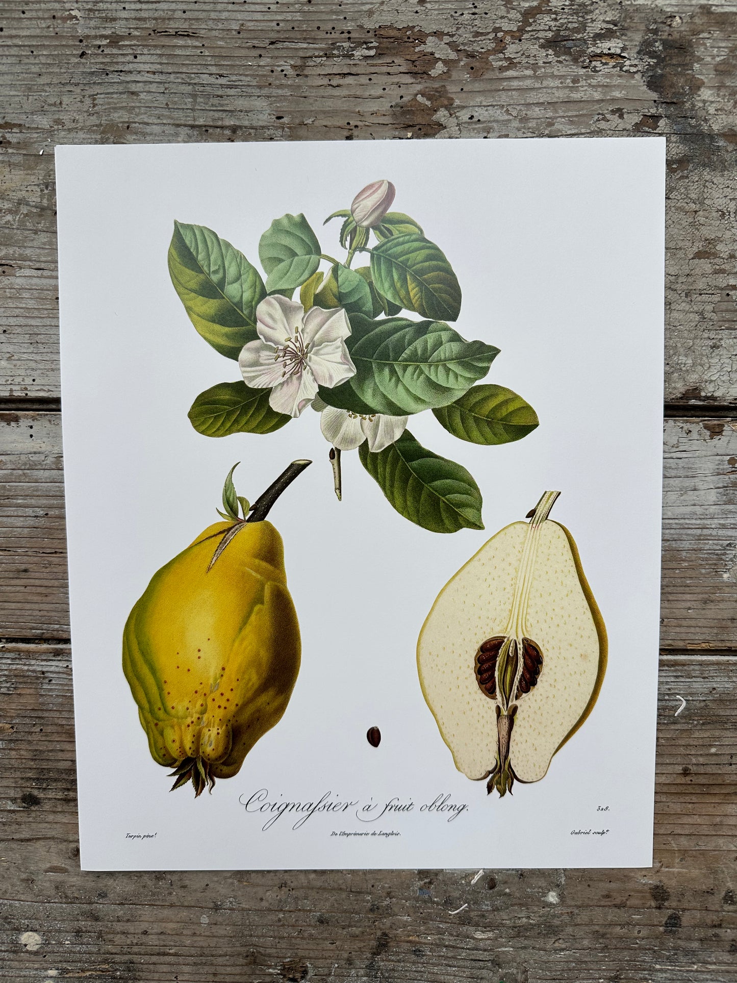 Clignassier à fruit oblong