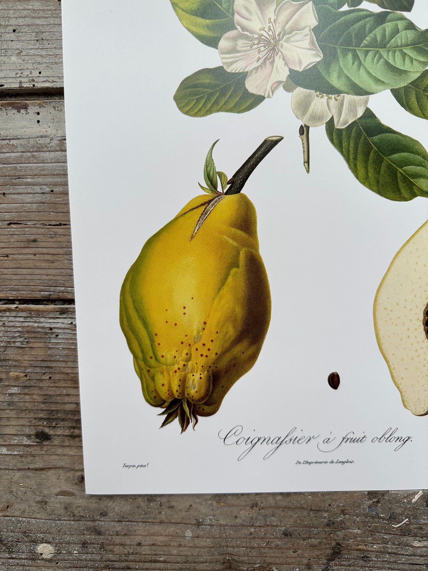 Clignassier à fruit oblong