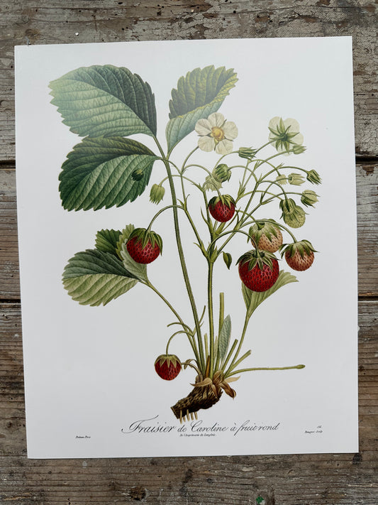 Fraisier de Caroline à fruit rond