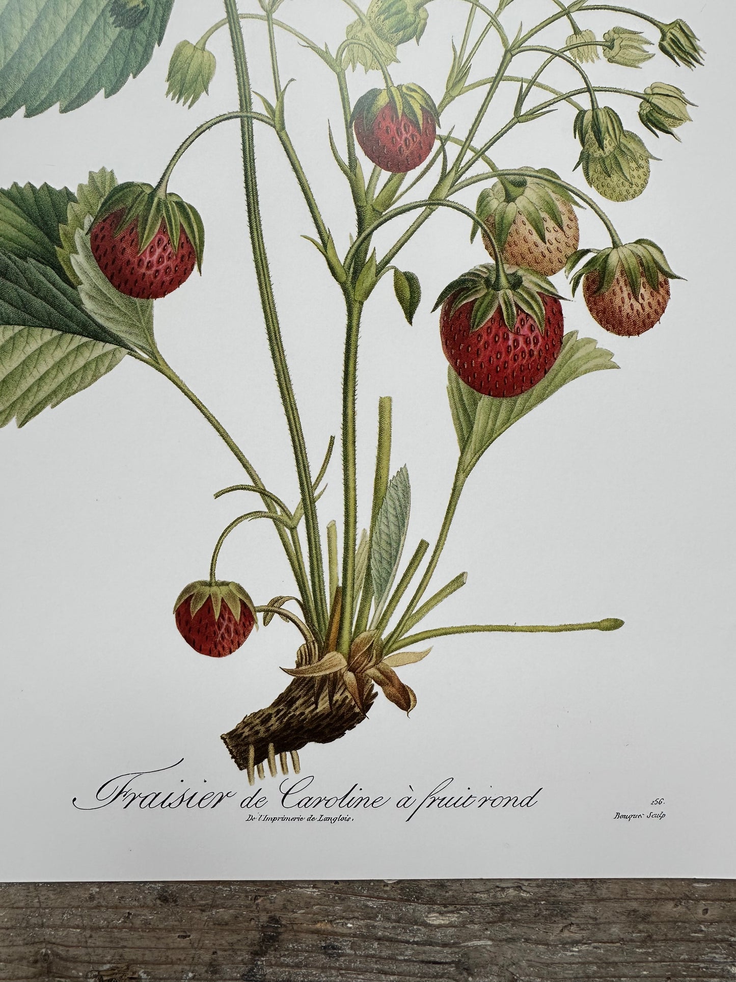 Fraisier de Caroline à fruit rond