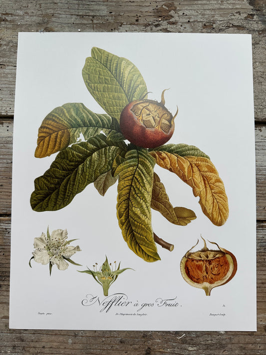 Néflier à gros fruit
