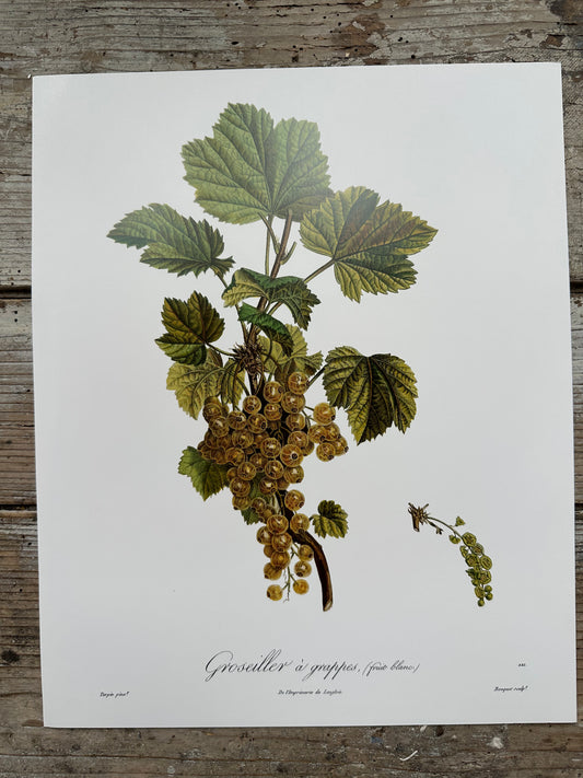 Groseiller à grappes