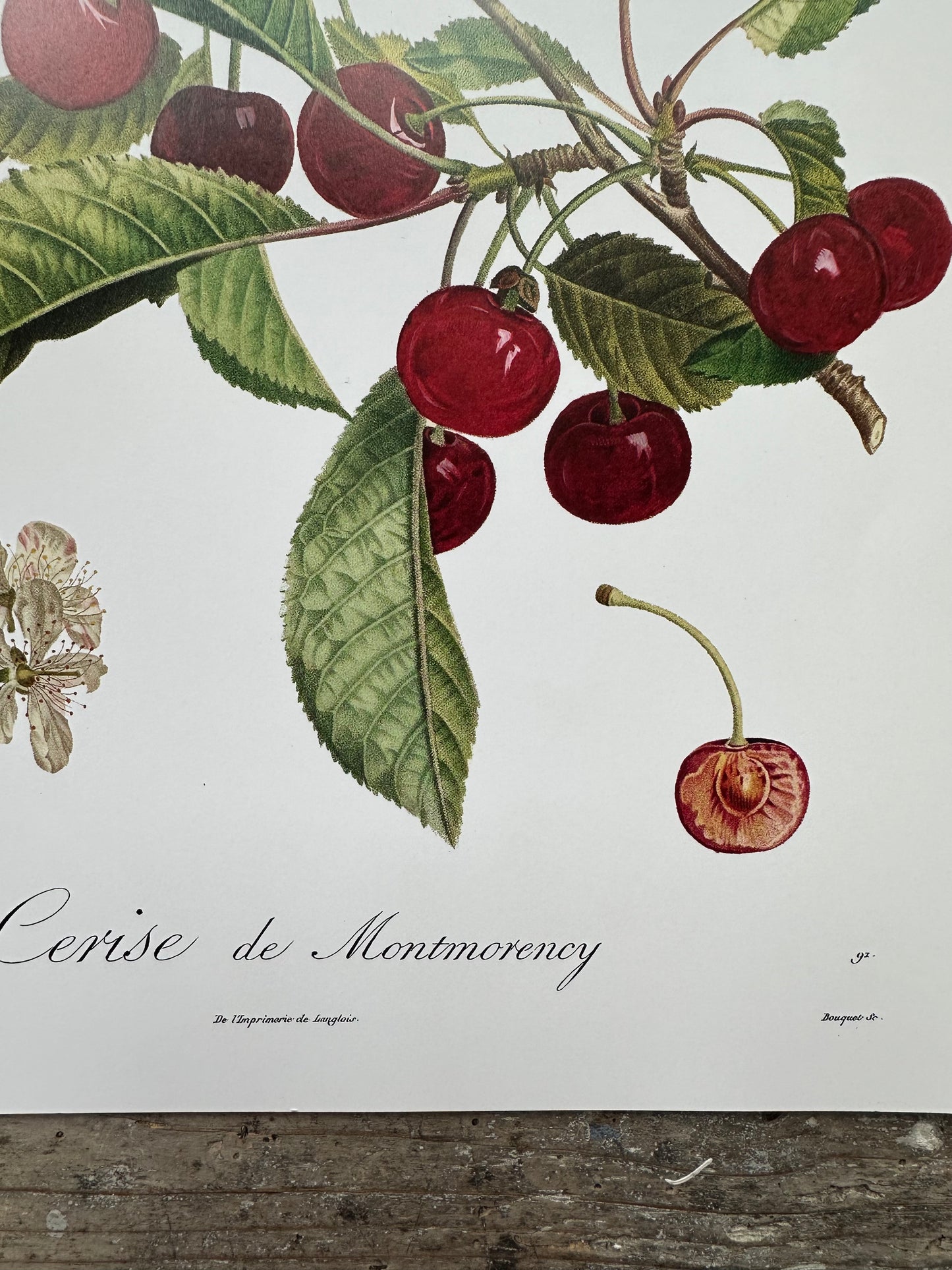 Cerise de montmorency