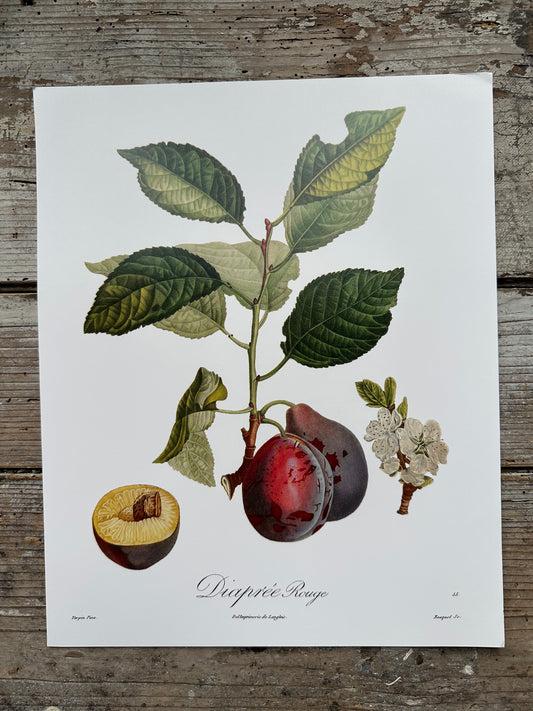 Diaprée rouge